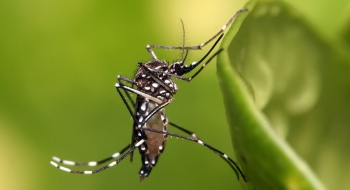 Áreas de risco para infestação de Aedes aegypti são mapeadas em Goiânia